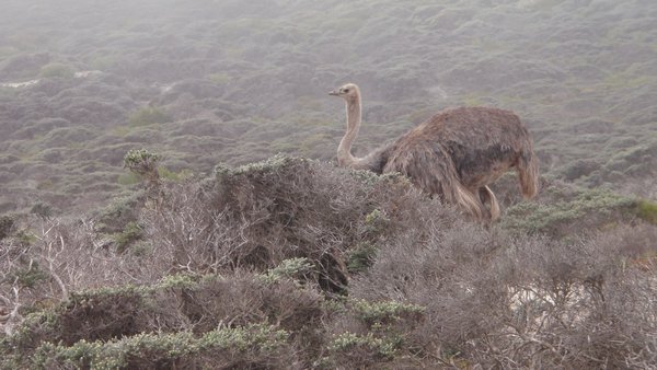 Ostrich in natural habitat