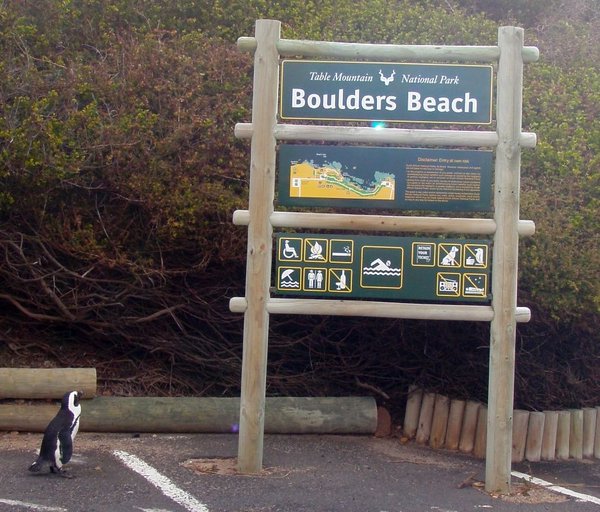 Boulder Beach - natural penguin habitat