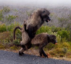 Um... busy baboons.