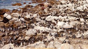 Penguins at Betty's Bay