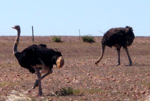 Ostriches!