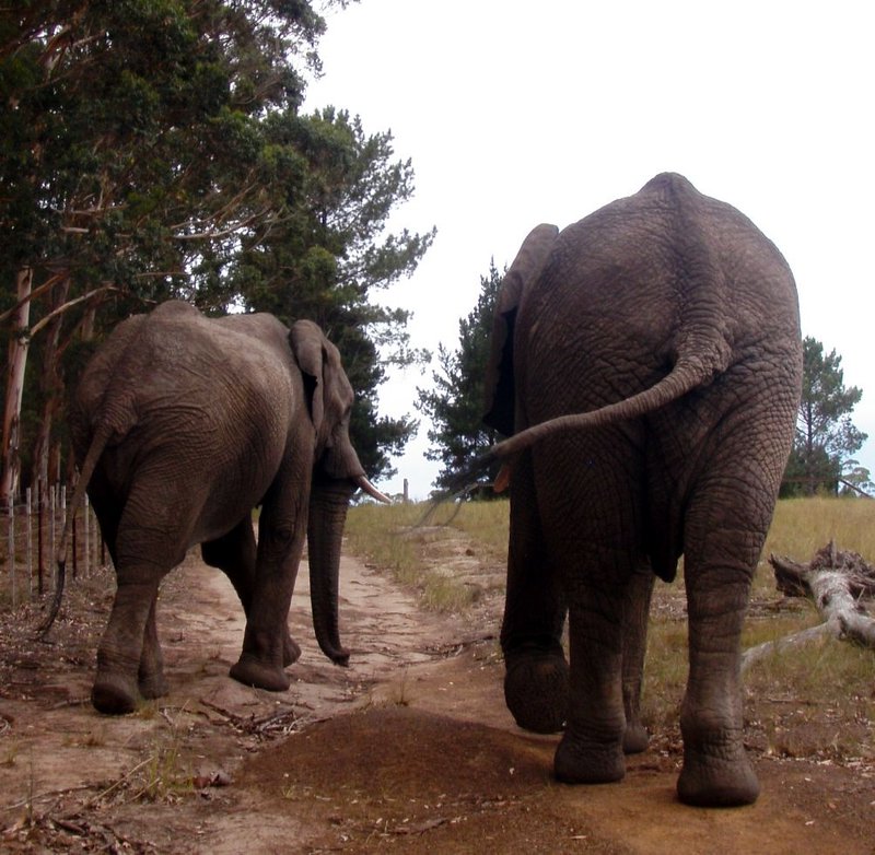 Walking with the elephants