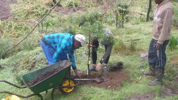 Robyn planting her Fiern hout Tree