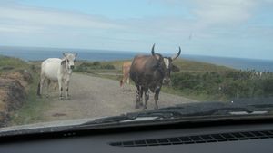 Stubbon Cow road blocks