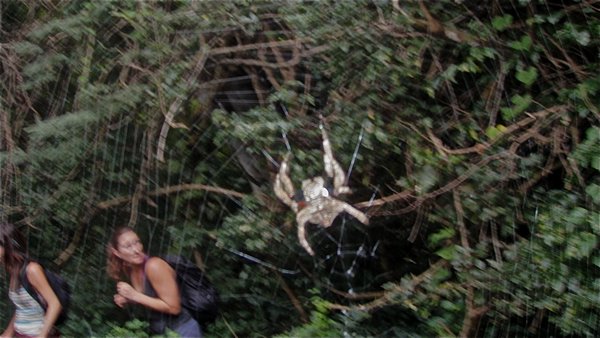 Scary spiders in Port St. Johns