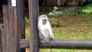 Monkey in downtown St. Lucia