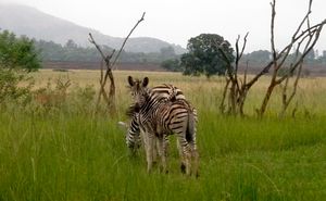 Mlilwane zebras
