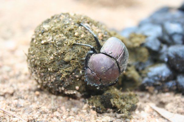Dung Beatle