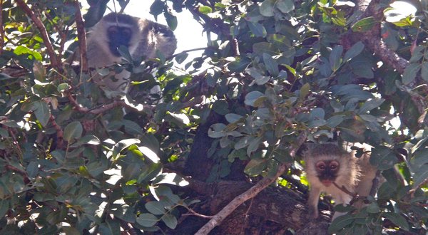 curious monkeys