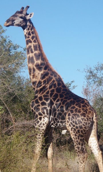 Black spoted giraffe