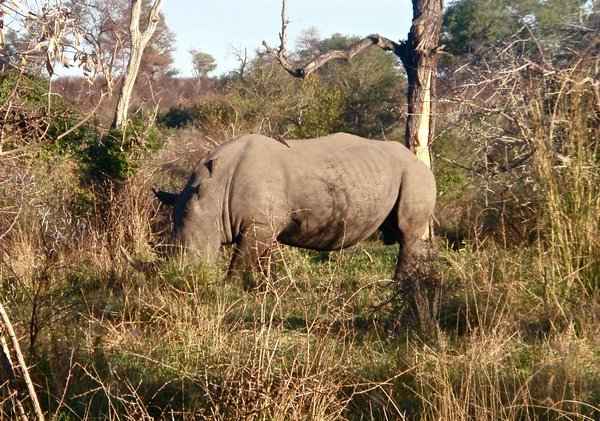massive rhino