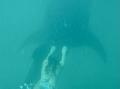 That's me diving with a whale shark 