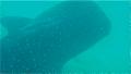 Stunning whale shark