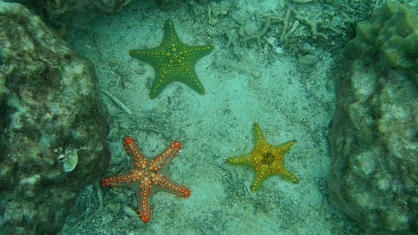 Colorful Starfish- snorkeling near Prision Island