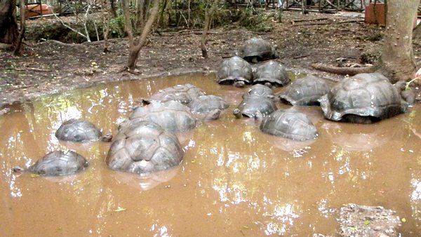 Tortoise pond