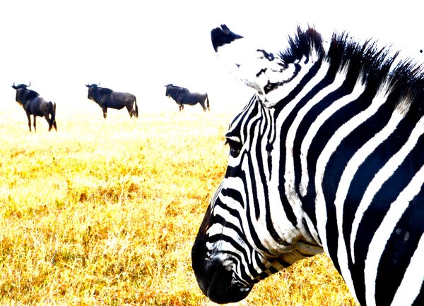 Zebra spying on wildebeest in Ngorongoro