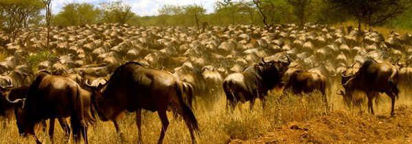 Wildebeest migration in the Serengeti