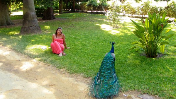 Friendly peacocks in the gardens