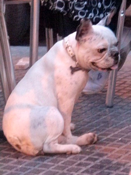 French Bulldogs are the official dog of Spain
