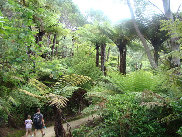 Walk through an ancient forest to Cathedral Cove