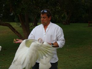 Cockatoo attack