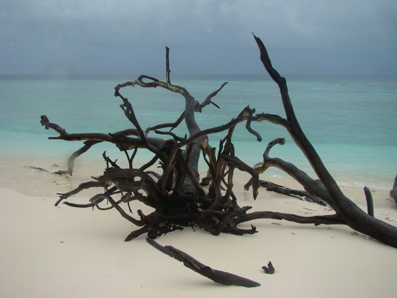Tropical driftwood