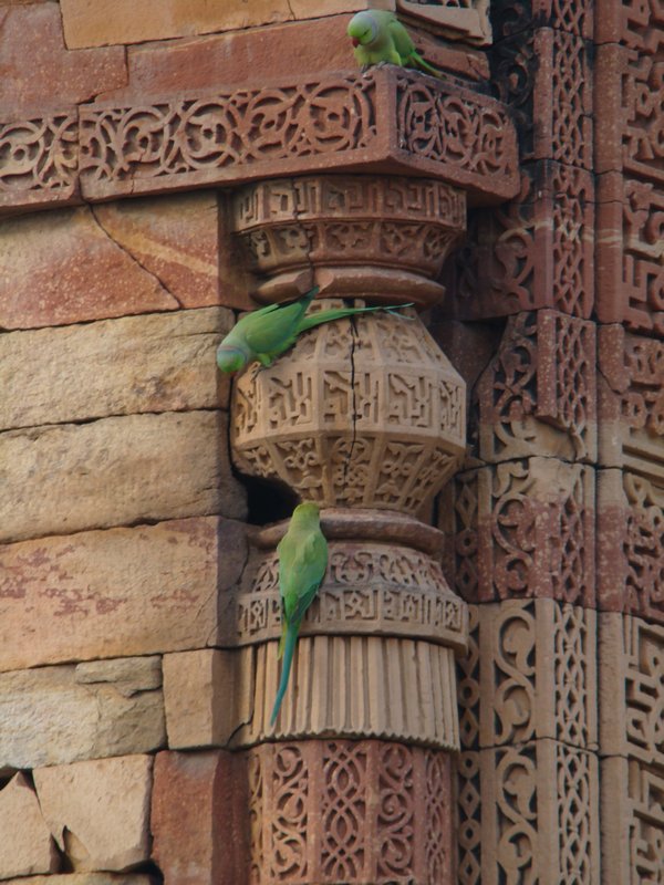 Green Parrots ...