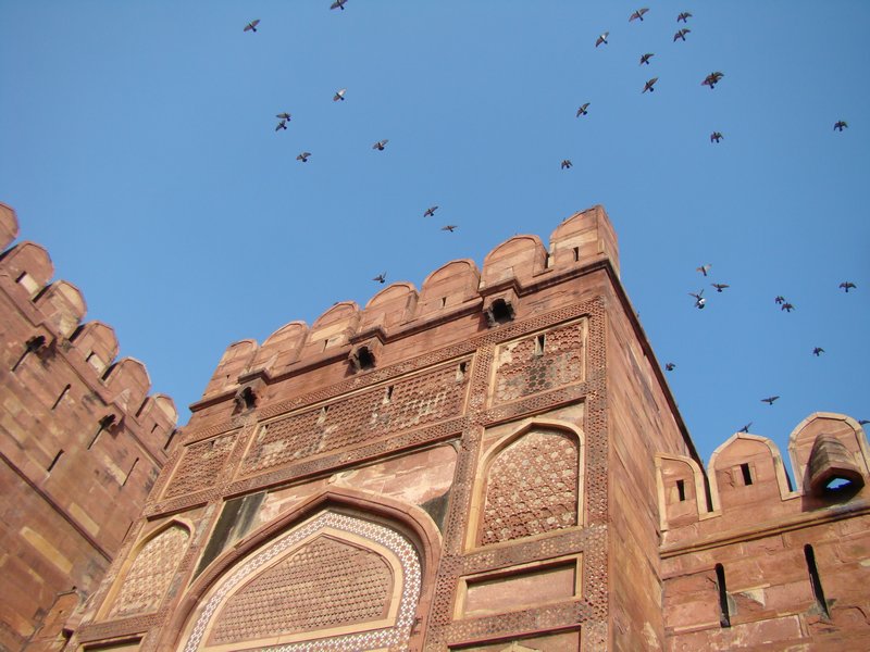 Pigeons over Agra Fort