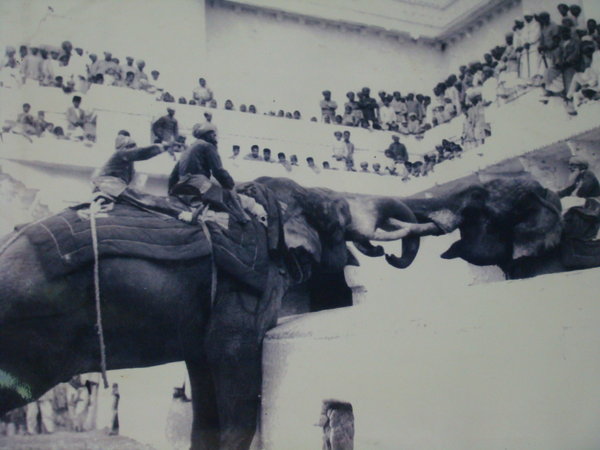 Elephant tug-of-war