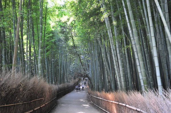 Bamboo grove walking path