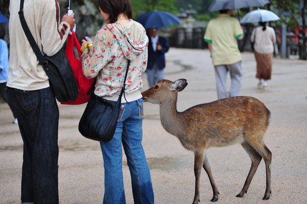 Deer pickpocketing for food.