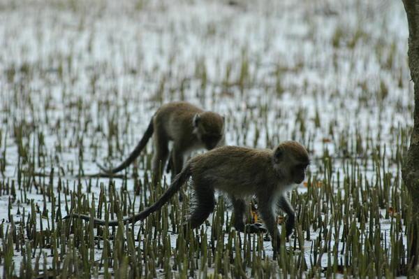 Macaques in the mangrove