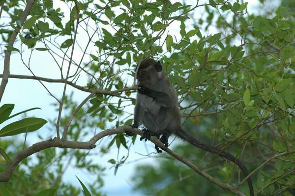 Macaque on a mangrove branch