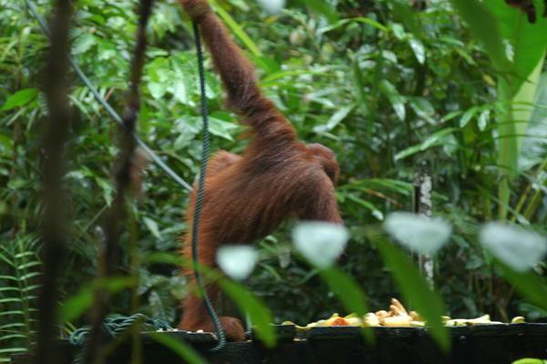 Orangutan from behind