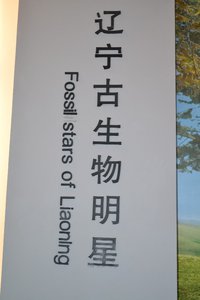 Fossil Star of Liaoning