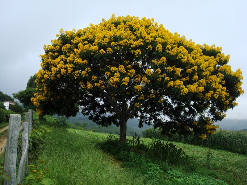 ÁRBOL CARNAVAL-CARNIVAL TREE
