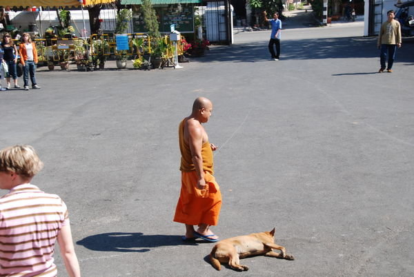 Monk and dog