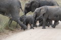 The elephants crossed the road...