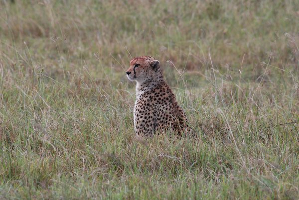 Cheeta stalking her prey