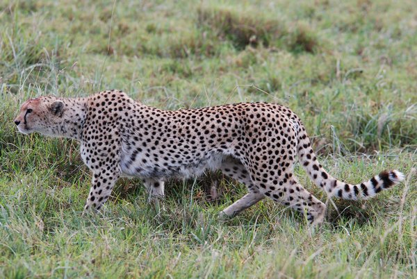 Cheeta stalking her prey