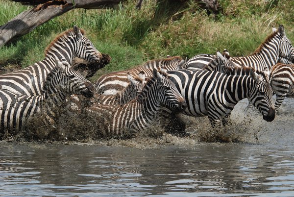 Zebras in the river
