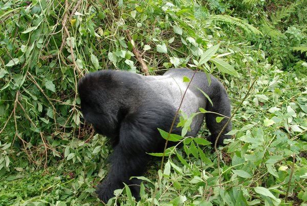 Silverback from second family