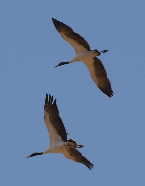 Black necked cranes