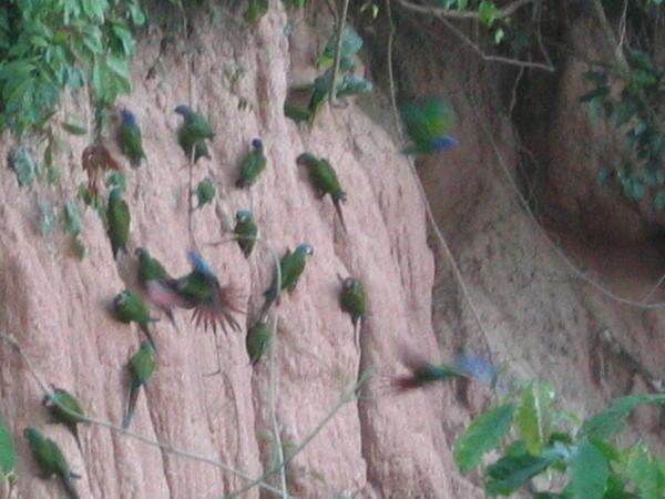 Parrots and the clay wall
