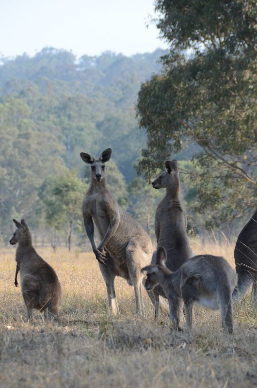 Kangaroo family