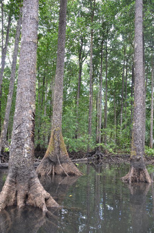 Tall, straight mangroves.