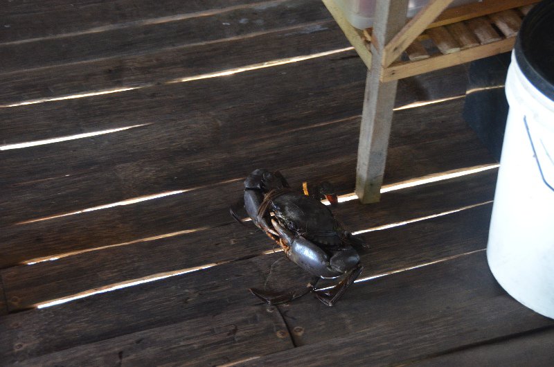 Crab trying to escape before lunch