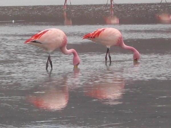 andean flamingoes