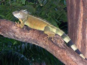 Iguanas are just so cool!