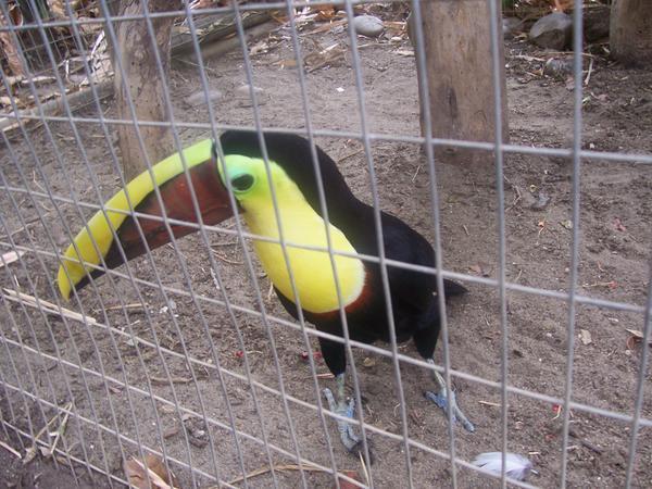 You can´t but tuCAN!